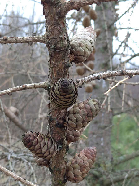 Від шишки – до майбутнього лісу: на Вінниччині лісівники розпочали заготівлю насіння хвойних порід