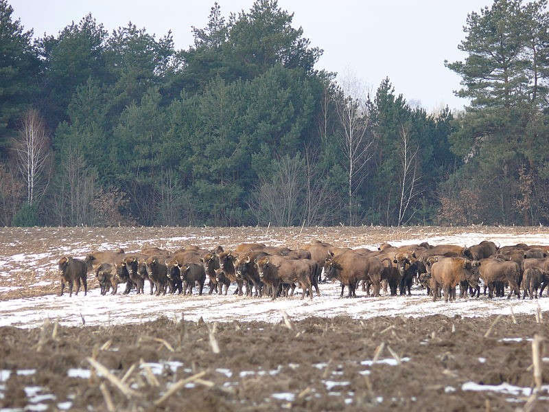 Найчисельніша в Україні вінницька популяція зубрів збільшується
