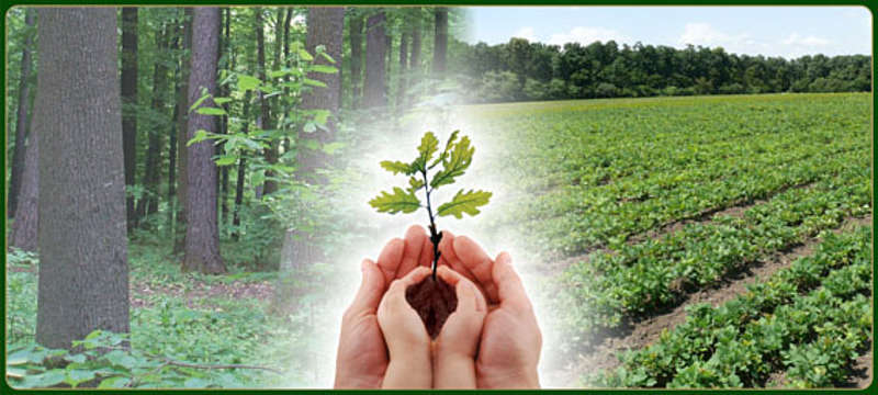 Тульчинські лісівники готові до весняної посадки лісу