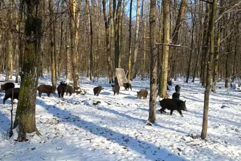 Стадо диких кабанів у зимовому лісі веде самка