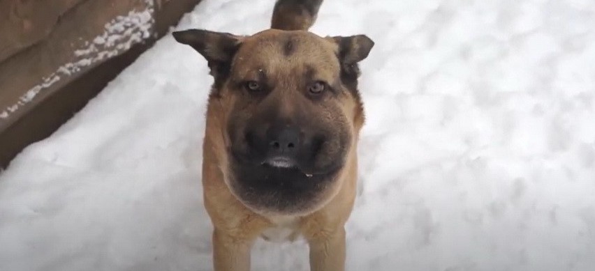 Новий притулок для тварин створило подружжя вінниччан (відео)