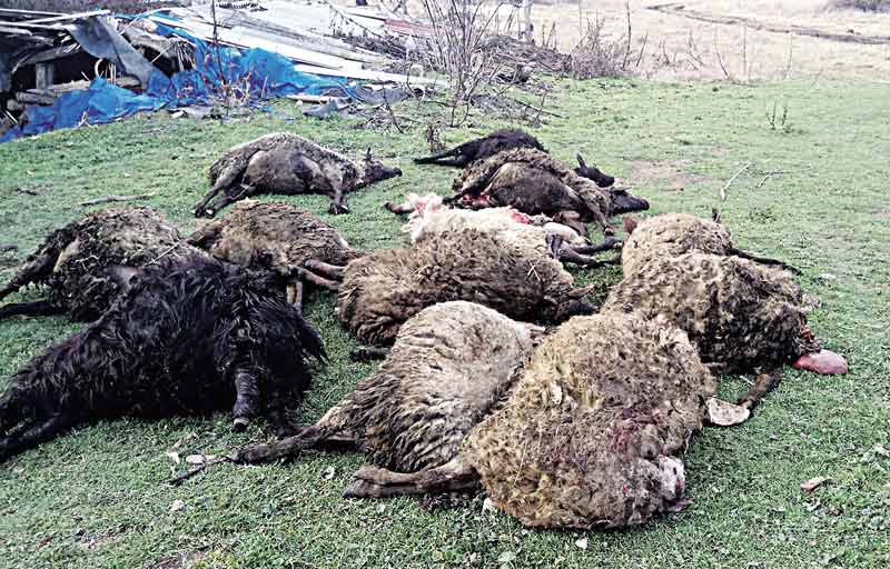 Вовки атакували Вінниччину – селяни налякані і втрачають домашніх тварин