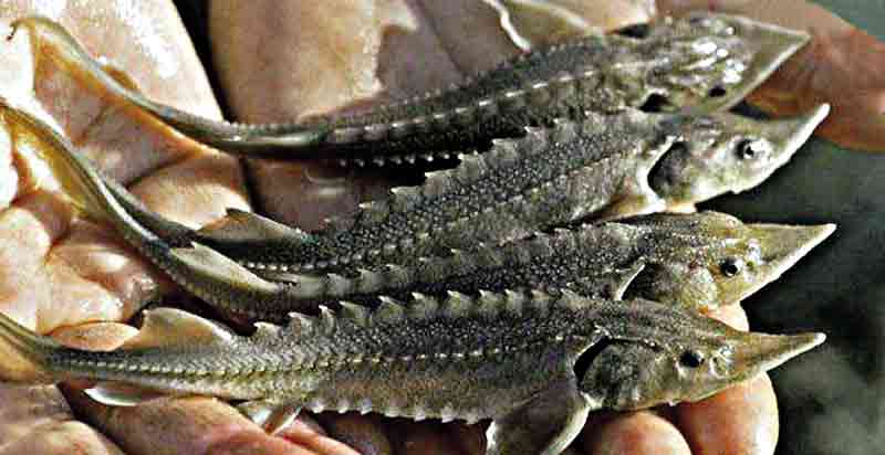 Осетри у Дністрі можуть зникнути назавжди