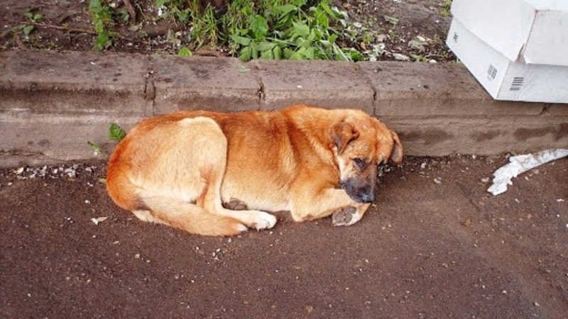 Школярі під Козятином самотужки врятували пораненого собаку