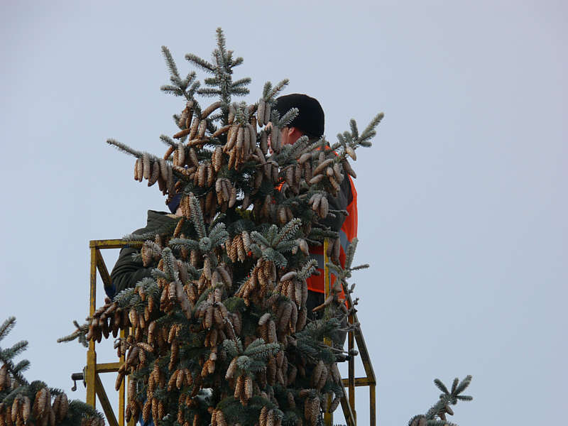 97 тонн насіння заготовили минулого року лісівники Вінниччини