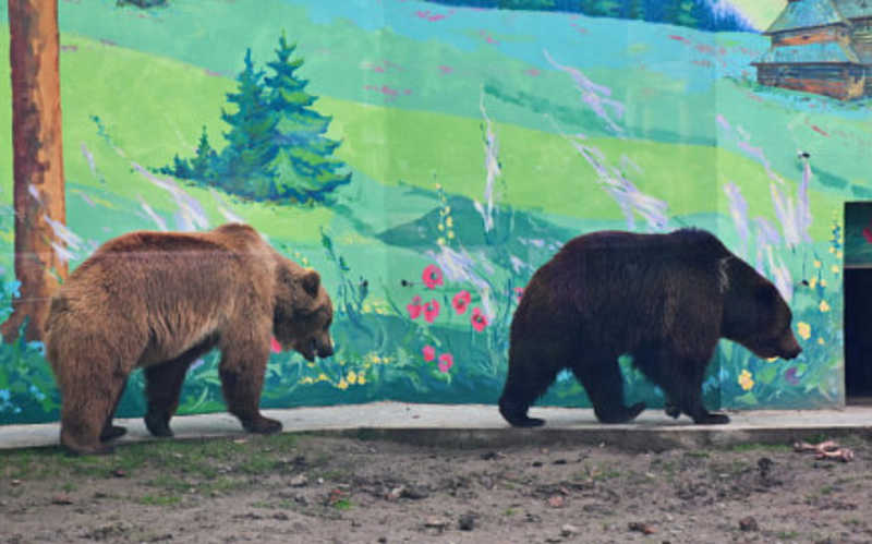 У Подільському зоопарку важлива подія: у ведмедиці Умки поповнення.