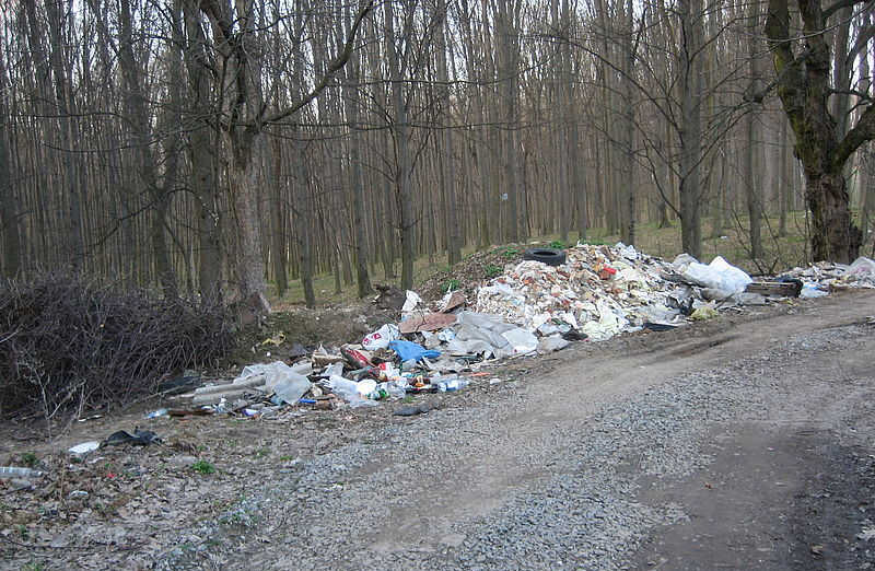 Лісівничий закон і заповідь природи: не сміти у лісі!