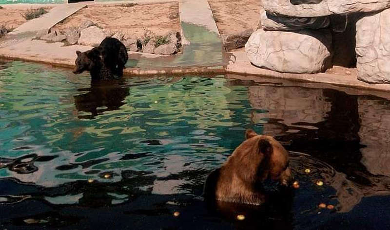 Перші прогулянки малюка бурої ведмедиці тішать відвідувачів Вінницького зоопарку (відео)