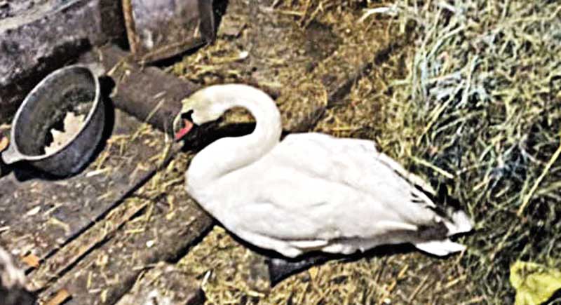 Врятував лебедя. А він заразив всю худобу