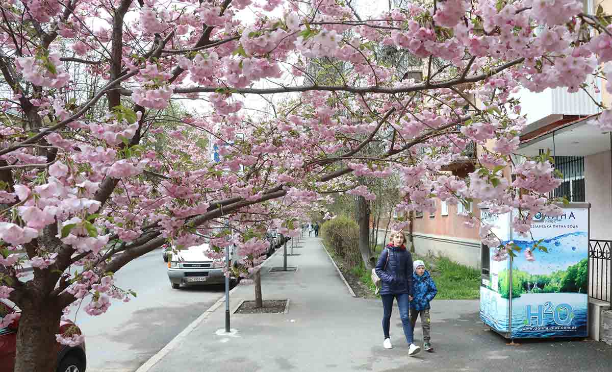 Сакури без стільчика  у Вінниці тепер не побачиш? Бізнес на Алеї сакур після скандалу із Лесею Нікітюк набрав обертів (відео)