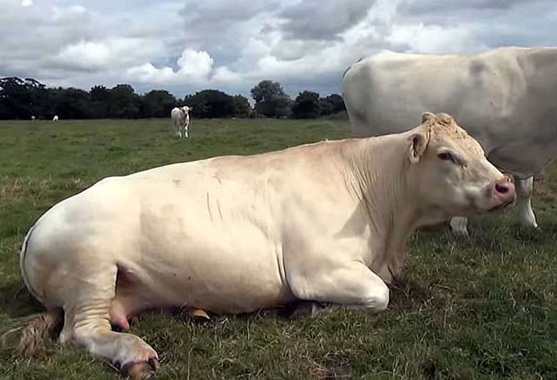 Як приймати пологи у корови та відлучати теля – секрети вінницьких господарів