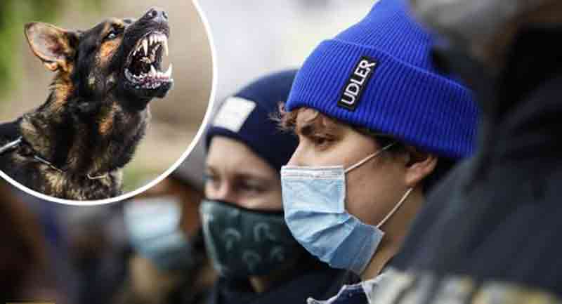 Частина Києва на карантині через сказ. Цуценят привезли з Вінниччини