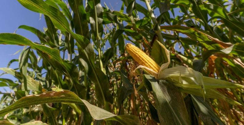 Дві третини купленої Китаєм кукурудзи – з України