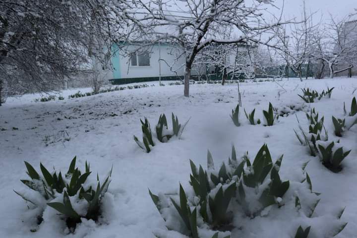 Нарциси під снігом та “Пасхальна ялинка” на Вінниччині