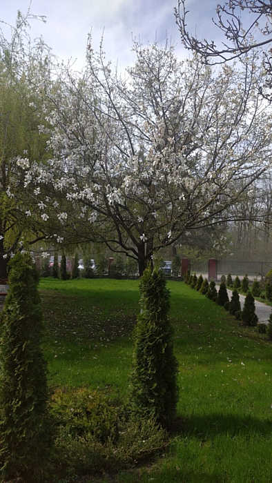 У Крижополі зацвіла одна з найстаріших магнолій області