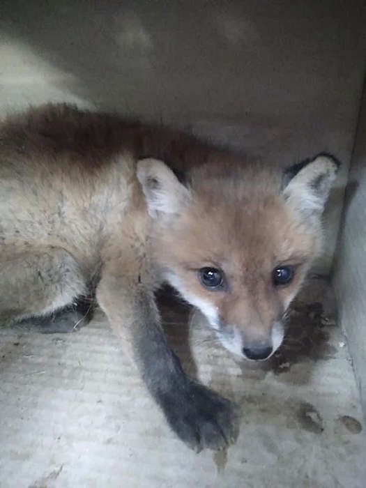 На Вінниччині дівчина врятувала лисеня