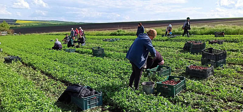 Чи не найбільшу в Україні плантацію редиски площею 5 га почали збирати у фермерському господарстві Віталія Августа в селі Марківка на Вінниччині