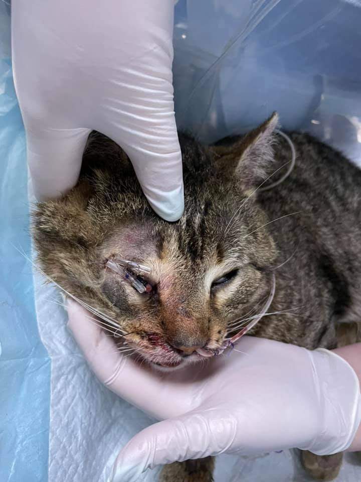 У Вінниці рятують котика, збитого на трасі у Великодні свята