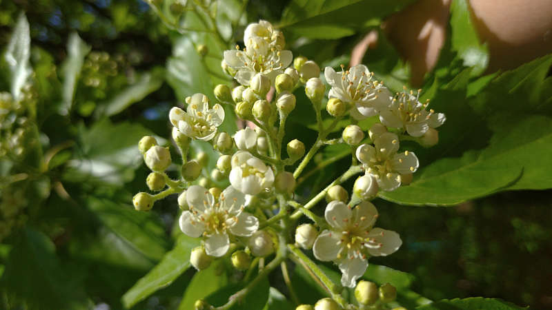 У травні цвіте берека лікарська – «рідна» для Поділля лісова порода