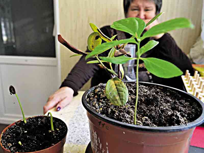 Вінничанка вирощує дерева з насіння: кипариси, хурму, гранат та багато інших