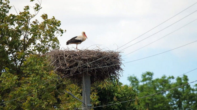 Сотні лелек оселилися у Слобідці. Чим сподобалося птахам це село?