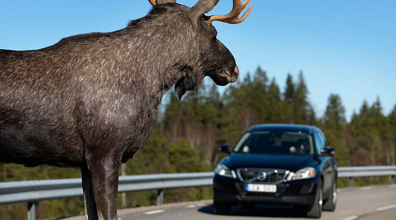 Під Вінницею мінівен збив лося, який раптово вибіг на дорогу