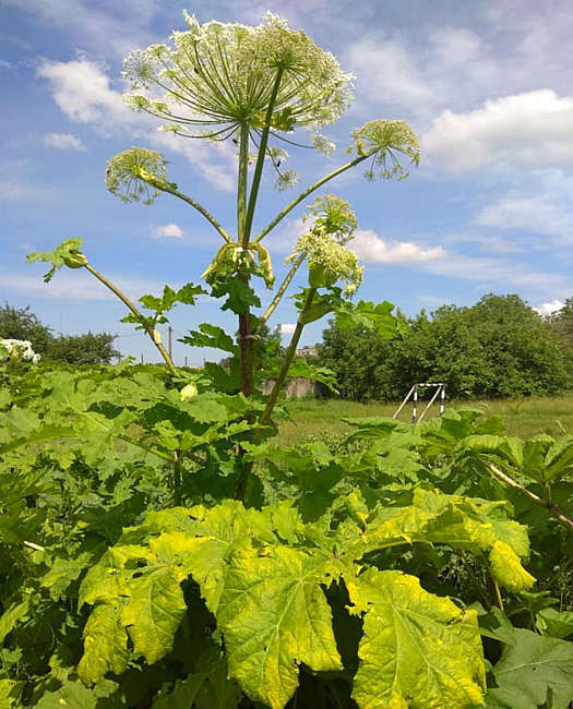 Вінничани самотужки борються з борщовиком