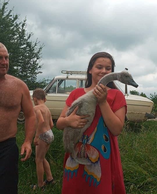 Школярі на Вінниччині врятували лебедів