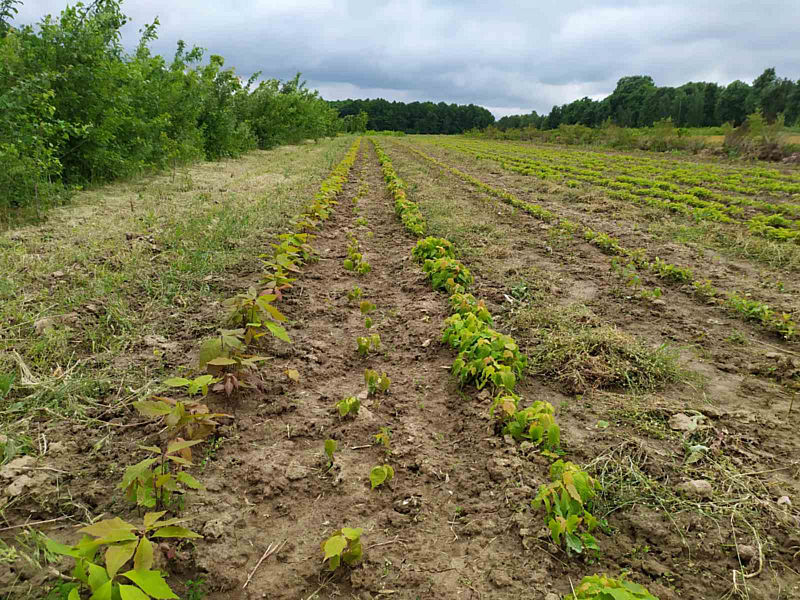 Майбутні ліси Вінниччини – у лісових розсадниках