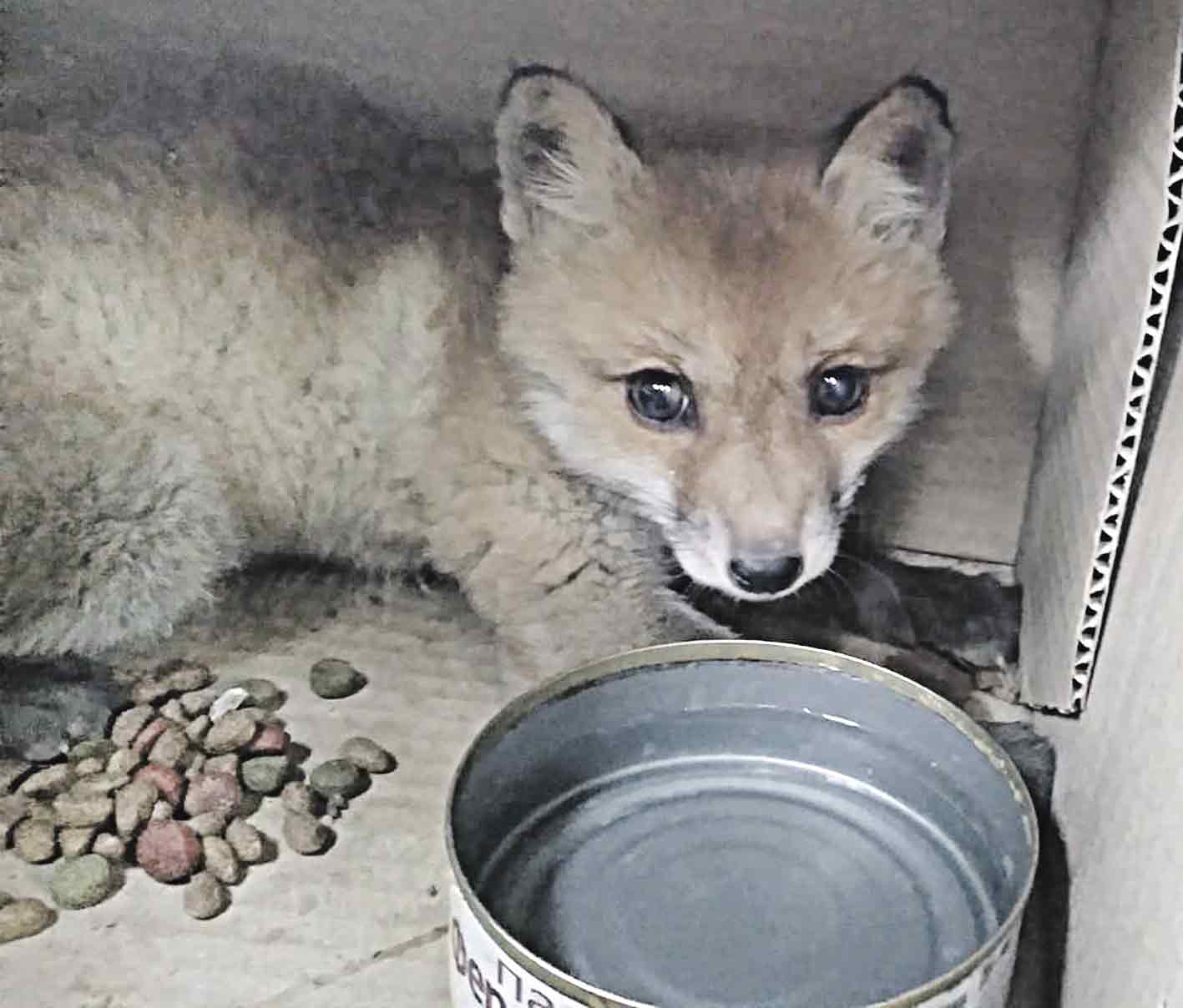 Вінницьку лисицю Алісу прихистили в себе добрі люди