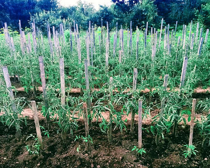 «Синьйор Помідор» в Могилівці вирощує плантацію томатів