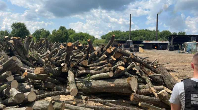 На 1,3 мільйона гривень зловмисники знищили дерева для нелегального бізнесу