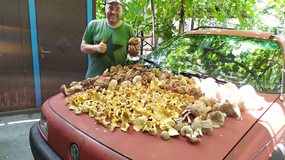 Грибів, як у Карпатах! Вінничани показали свої рекордні грибні «врожаї» (фото)