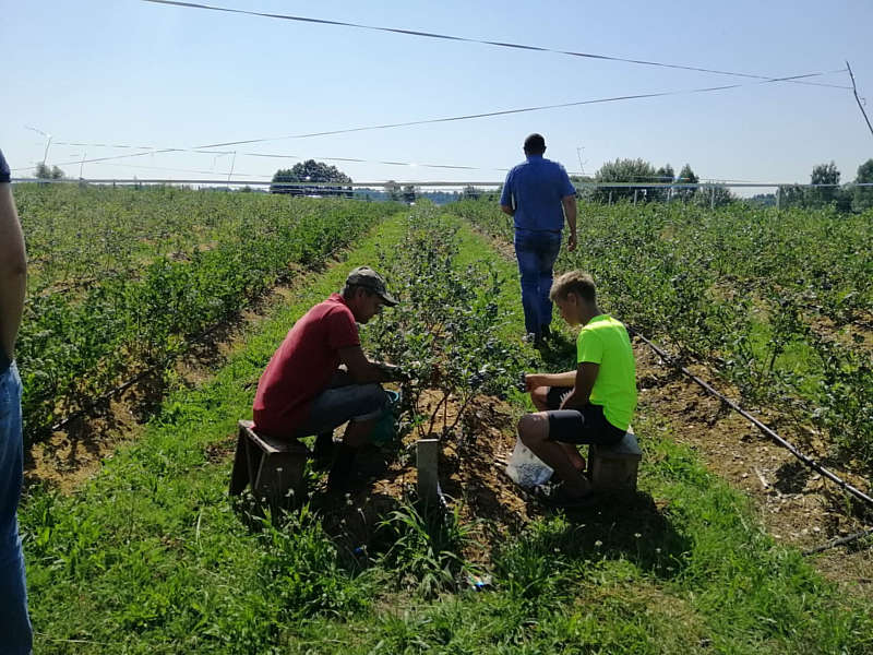 15 нелегальних працівників збирали лохину на Вінниччині
