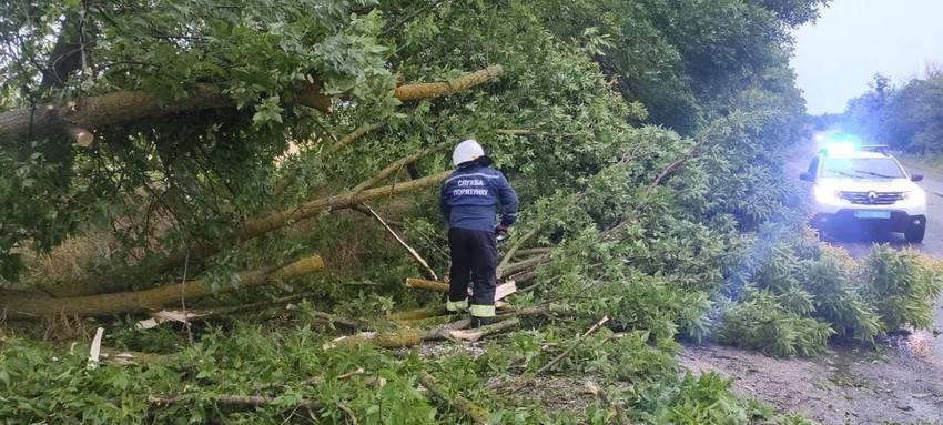 Дев’ять дерев повалив шквал на Вінниччині