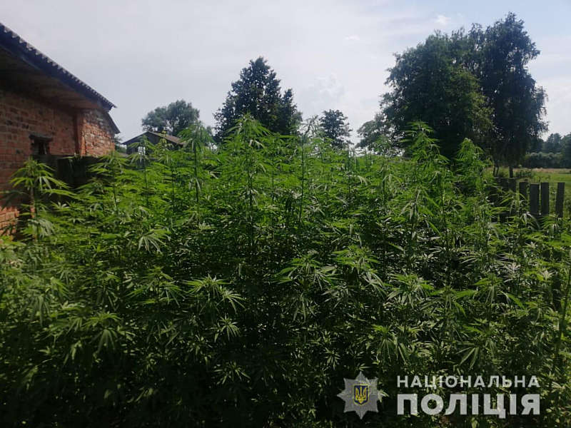 Наркотичні посіви викрили у Хмільницькому районі на Вінниччині