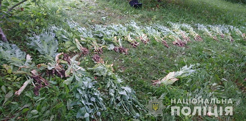 Наркотики вирощували у Жмеринському районі