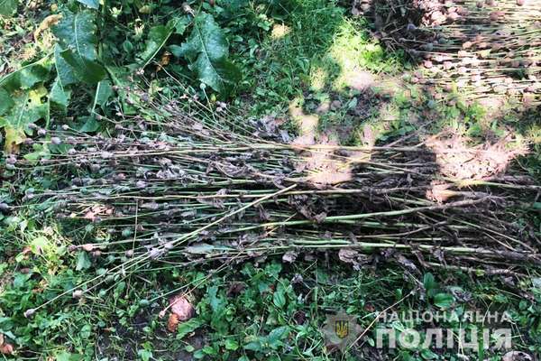 300 наркотичних рослин вилучили у жительки Гайсинського району
