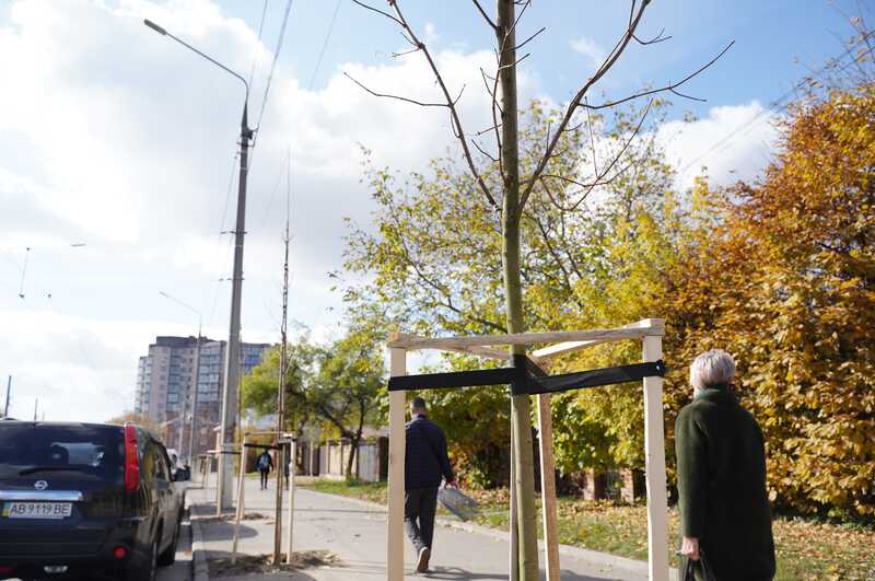 У Вінниці висаджують клени по вулиці Пирогова