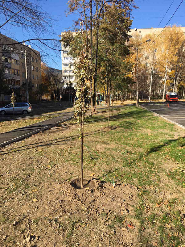 У дворах вінницьких багатоповерхівок висадять 800 дерев