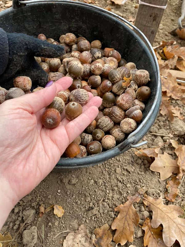 Гайсинські лісівники продовжують заготівлю лісового насіння