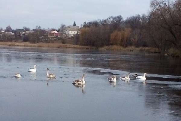 На Вінниччині селяни врятували з криги 20 птахів