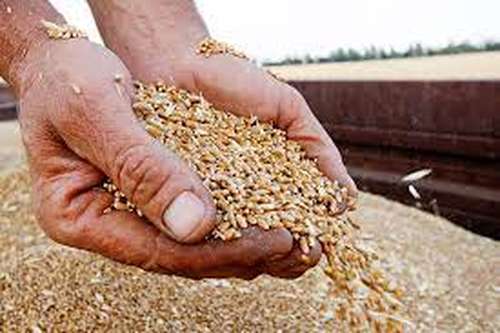 Майже 6 мільйонів тонн зерна намолотили на Вінниччині. Це найбільше в Україні