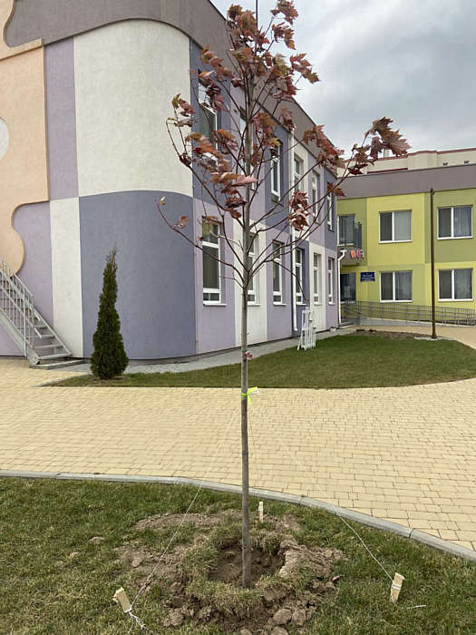 У дворах шкіл та садочків Вінницької громади висадили 204 молодих дерева