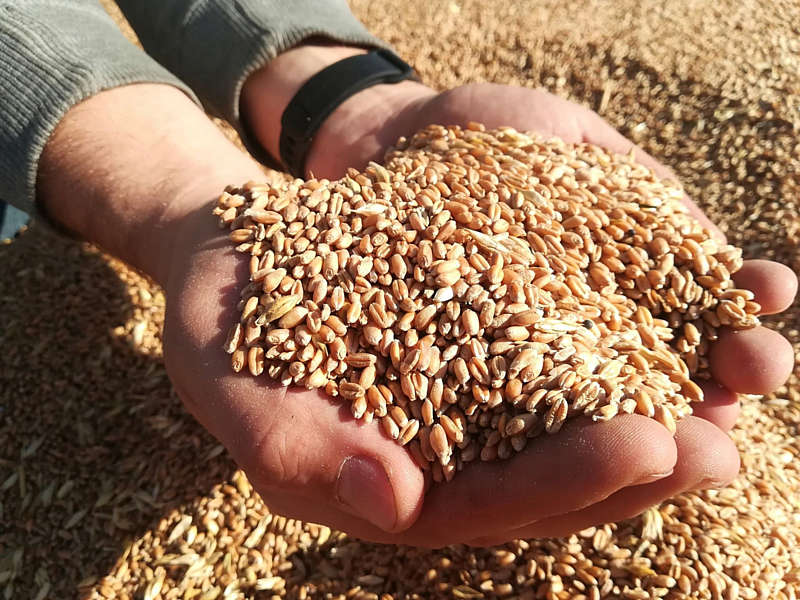 Вінниччина намолотила 6,7 мільйони тонн зерна цього року. Це рекорд України!