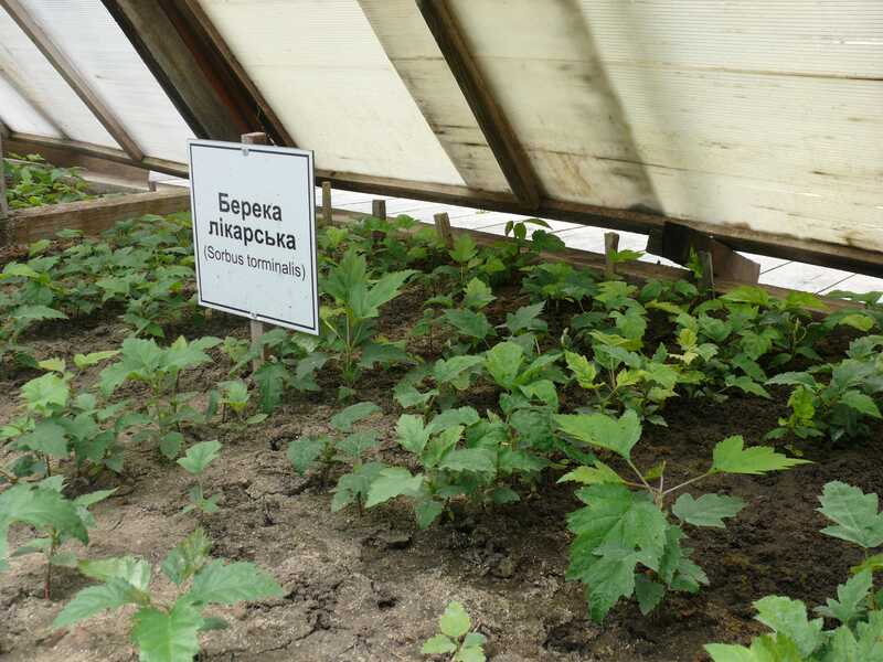 У 2021 році лісівники Вінниччини виростили майже 10 млн. шт. сіянців майбутніх дерев