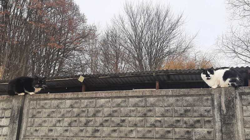 Вишенські коти виглядають весну! (відео)