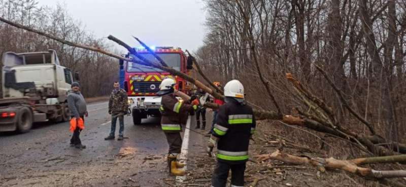 Буревій повалив дерева на Вінниччині