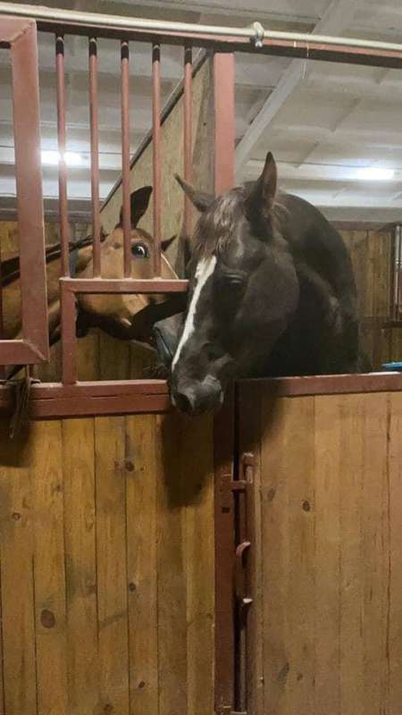 Коня Камалії застрелили рашисти