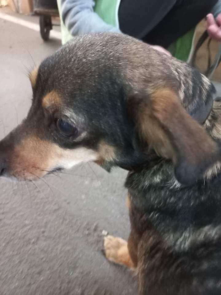 Чоловік 5 днів йшов під обстрілами з Маріуполя до Запоріжжя. І не залишив вірного друга собаку